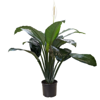 Spathiphyllum 'Peace Lily'