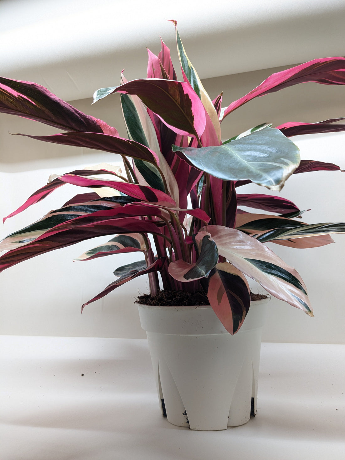 Potted plant with multicolored leaves on a white background
