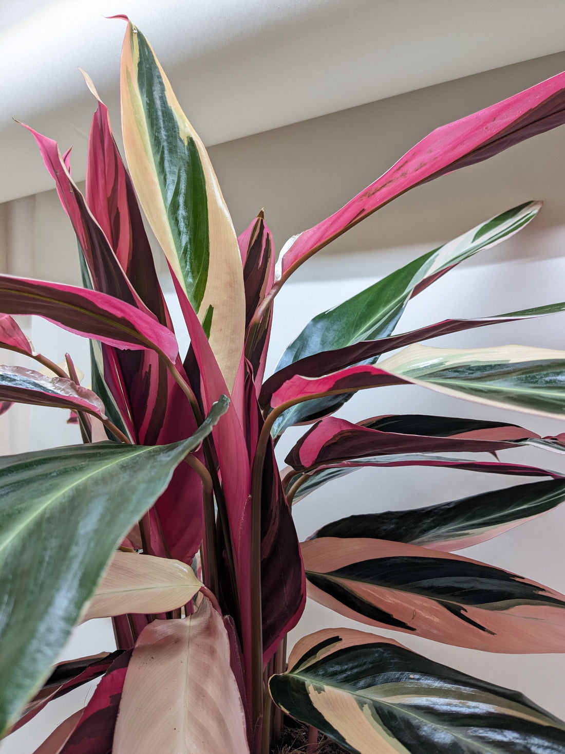 Tricolor houseplant with green, red, and pink leaves indoors.