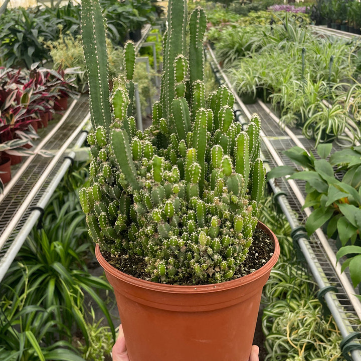 Potted cactus held in a greenhouse with various plants in the background by House of Agave.