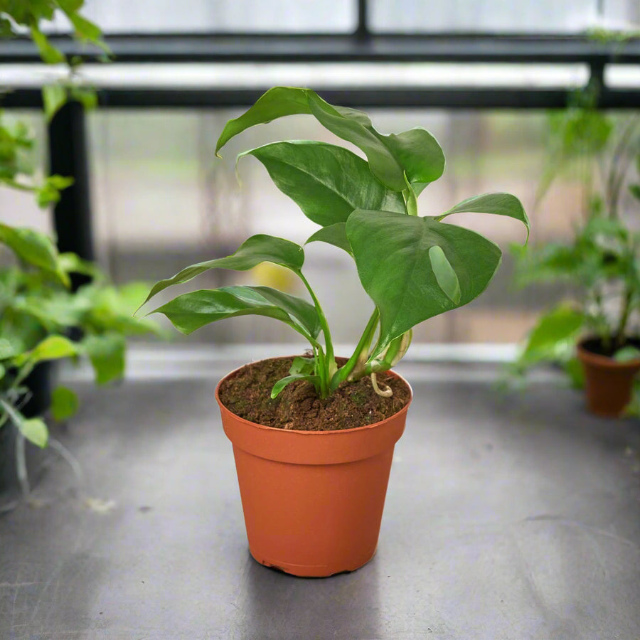 Potted plant with green leaves in a terracotta pot on a white background
