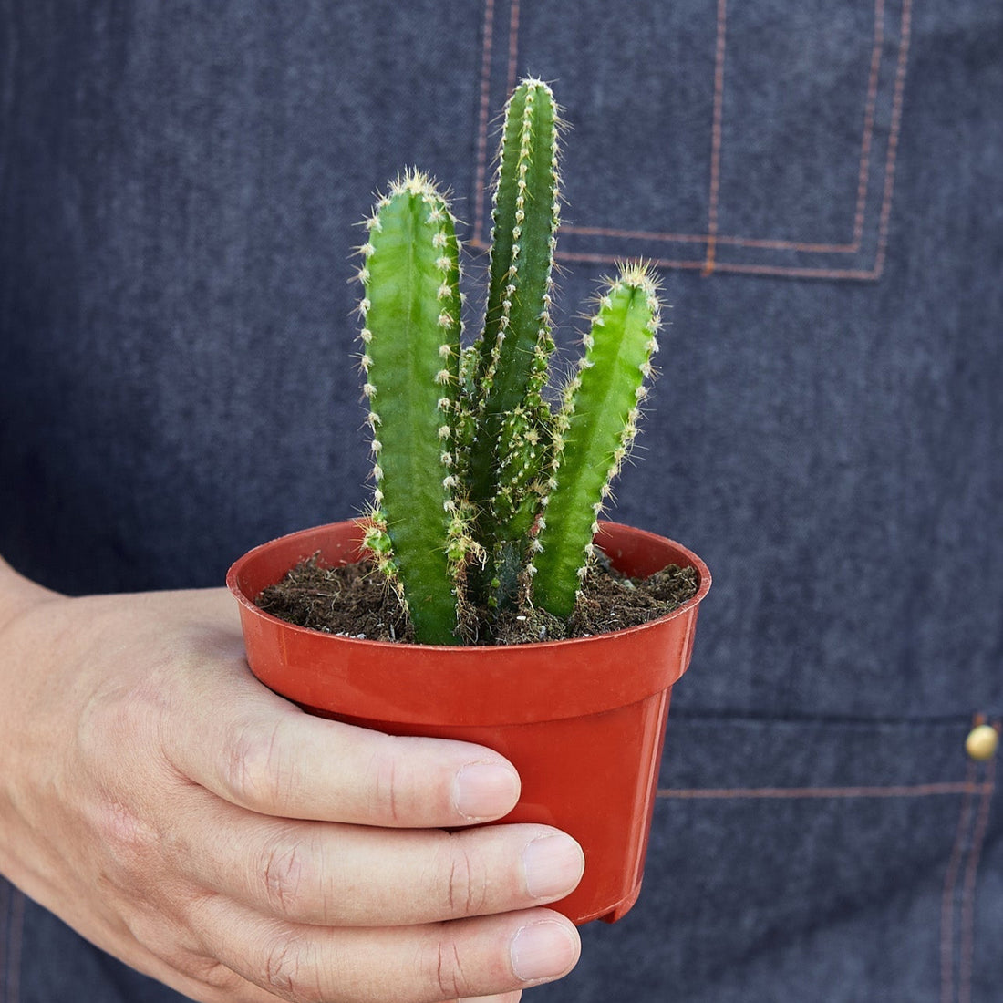 Person holding a potted cactus plant by House of Agave.

