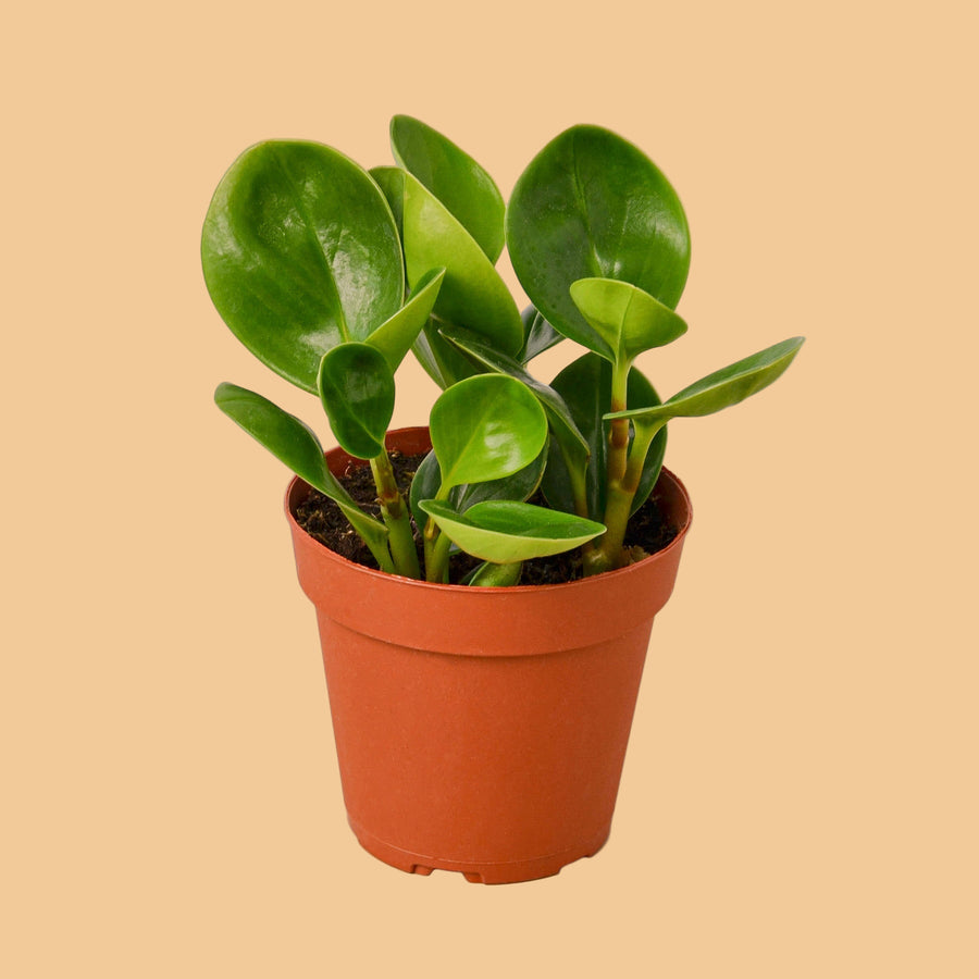 Potted plant with green leaves in an orange pot on a peach background by House of Agave.
