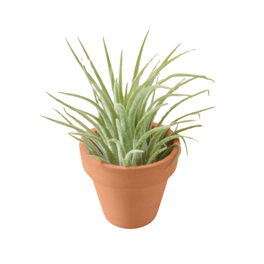 Tillandsia ionantha, Air Plant & Terra Cotta Pot