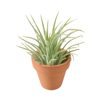 Tillandsia ionantha, Air Plant & Terra Cotta Pot
