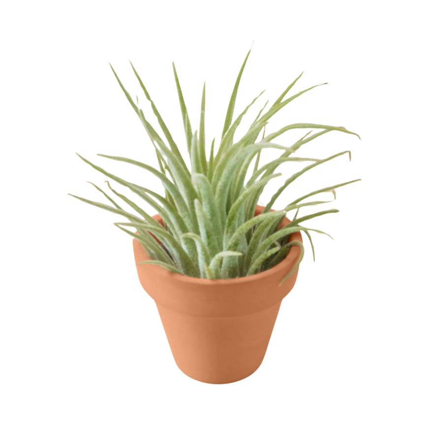 Tillandsia ionantha, Air Plant & Terra Cotta Pot