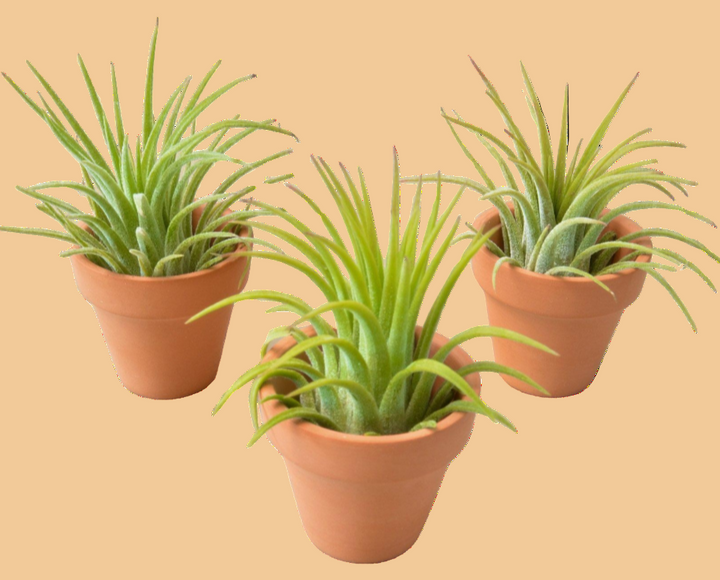 Three small potted plants with green leaves on a white background
