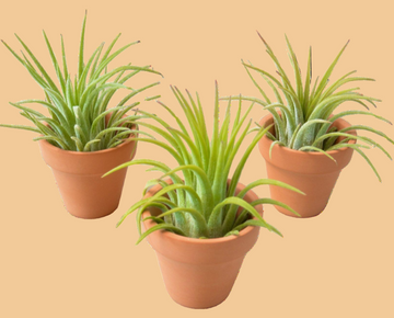 Three small potted plants with green leaves on a white background
