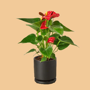 Potted plant with red flowers on a white background