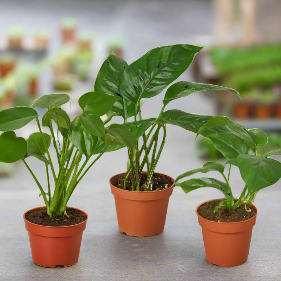 Three potted plants with green leaves on a blurry background from House of Agave