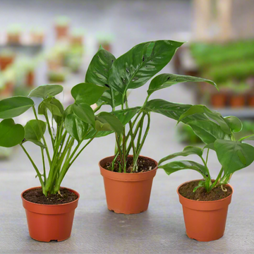 Three potted plants with green leaves on a blurry background from House of Agave