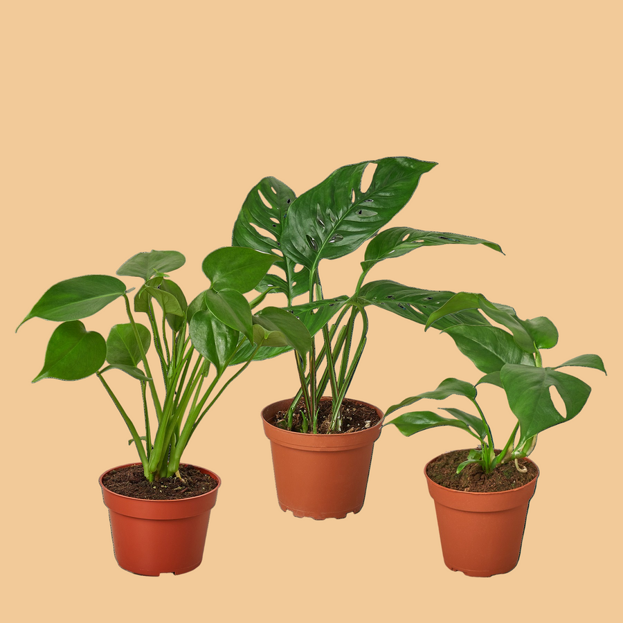 Three potted plants with green leaves on a green background by House of Agave.