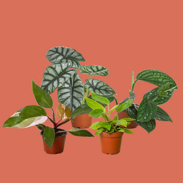 Collection of potted plants on a terracotta background from House of Agave.