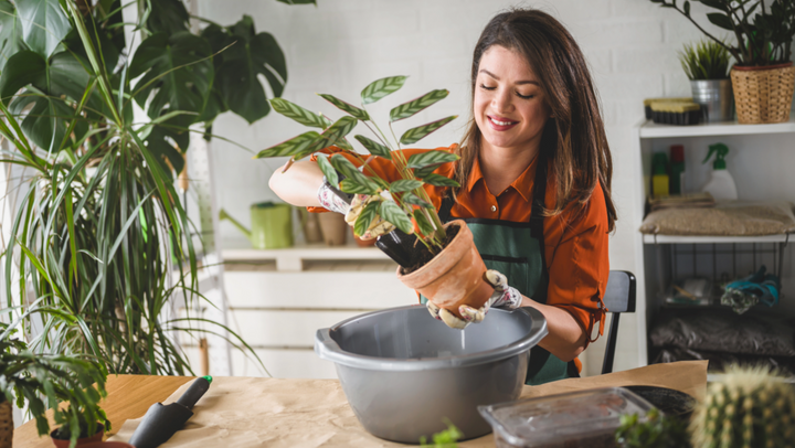 Woman repotting a plant in a home setting with plants and a table in the background.