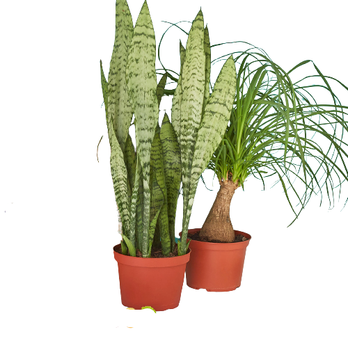 Two potted plants on a white background