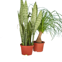 Two potted plants on a white background