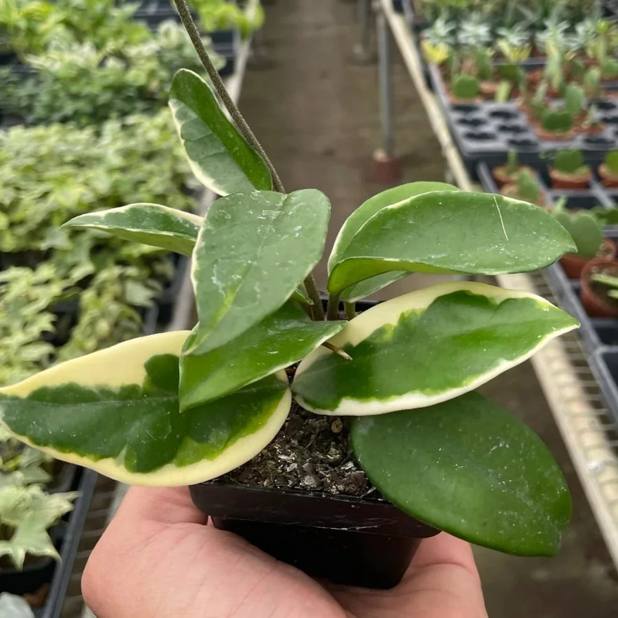 Hand holding a small potted plant in a greenhouse setting from House of Agave.