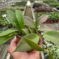 Hand holding a potted plant with a greenhouse filled with plants in the background