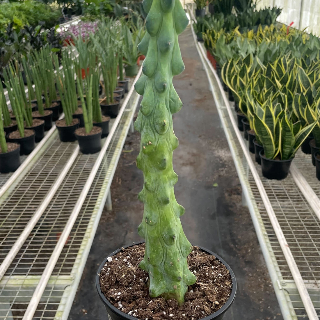 Potted cactus held in a greenhouse with rows of plants in the background from House of Agave
