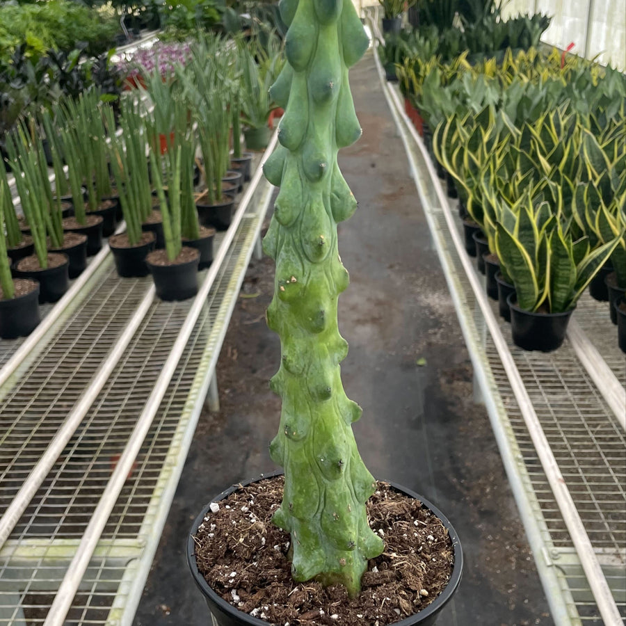 Potted cactus held in a greenhouse with rows of plants in the background from House of Agave