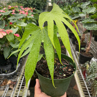 Hand holding a potted plant with large green leaves in a greenhouse setting from House of Agave.