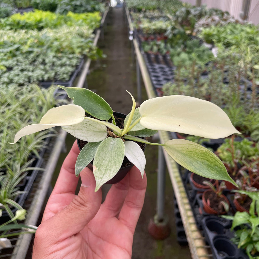 Hand holding a small potted plant with a greenhouse filled with plants in the background from House of Agave.