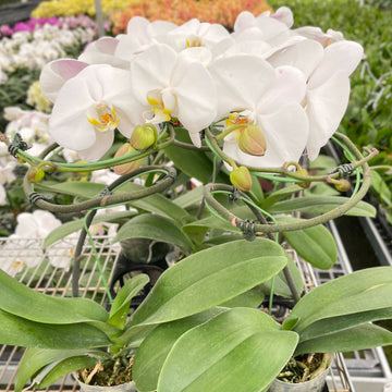 White orchids in a greenhouse setting with other plants in the background from House of Agave.