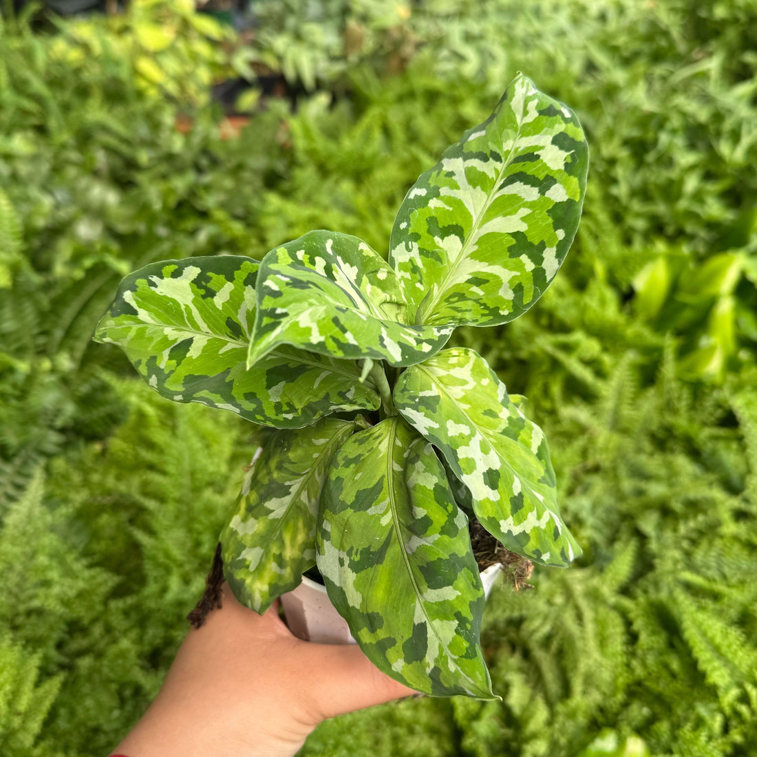 Person holding a polka dot plant in a greenhouse filled with greenery from House of Agave.