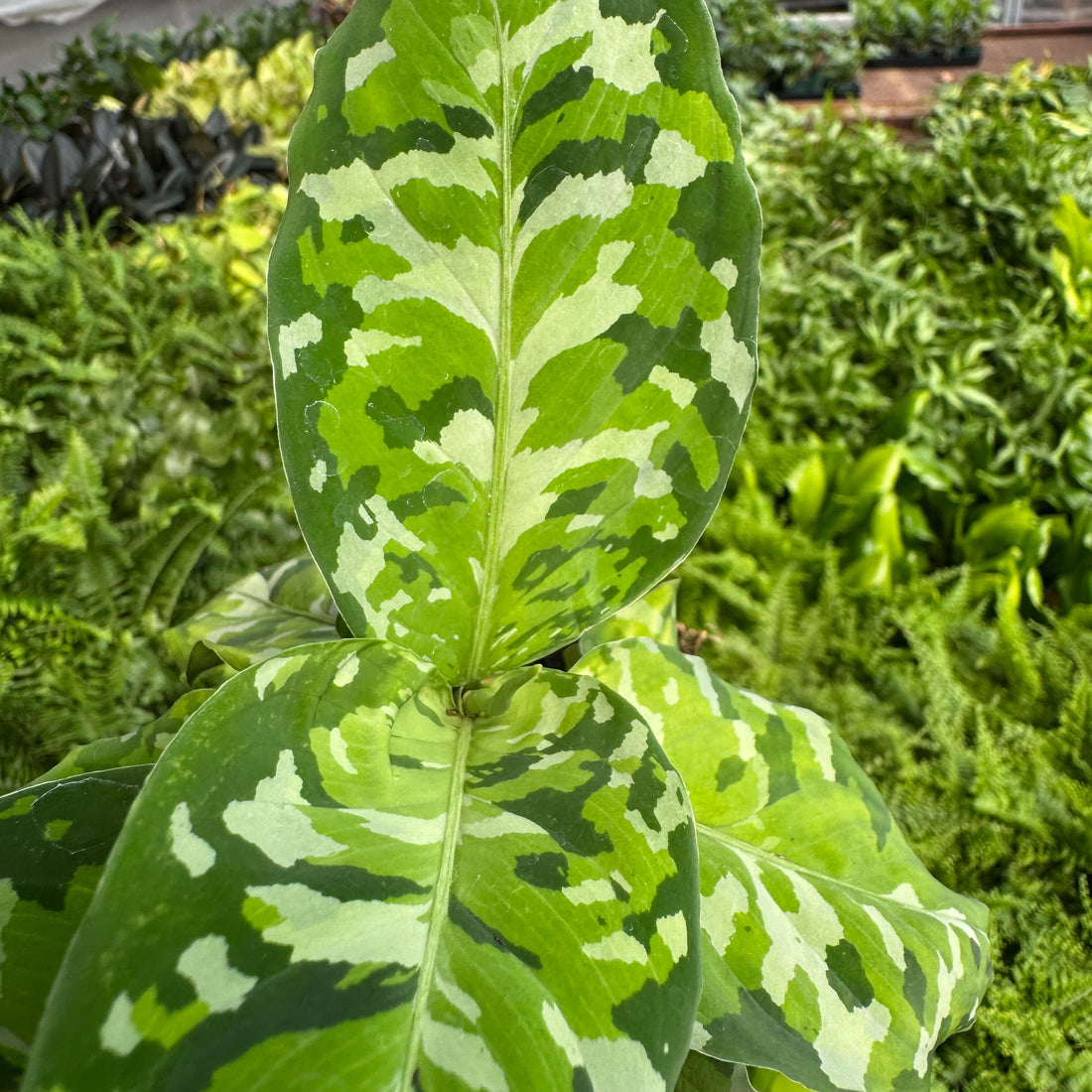 Variegated green and white leaf in a greenhouse setting from House of Agave.