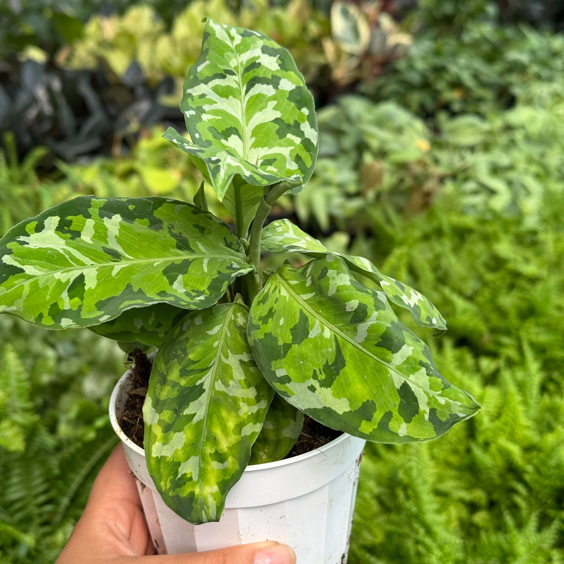 Potted plant with green and white leaves held by a hand in a garden setting from House of Agave.
