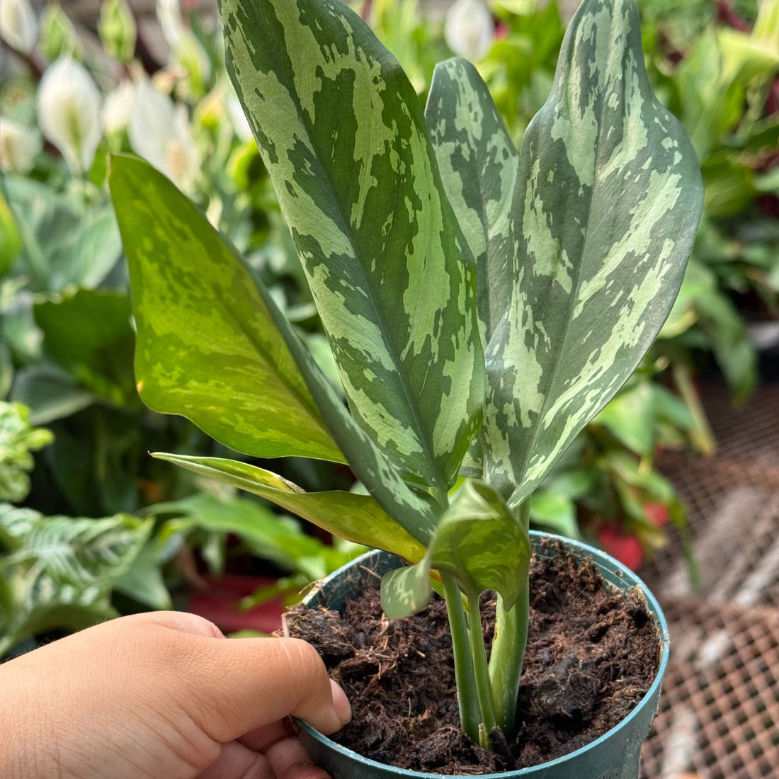 Potted plant with variegated leaves held by a hand in a garden setting