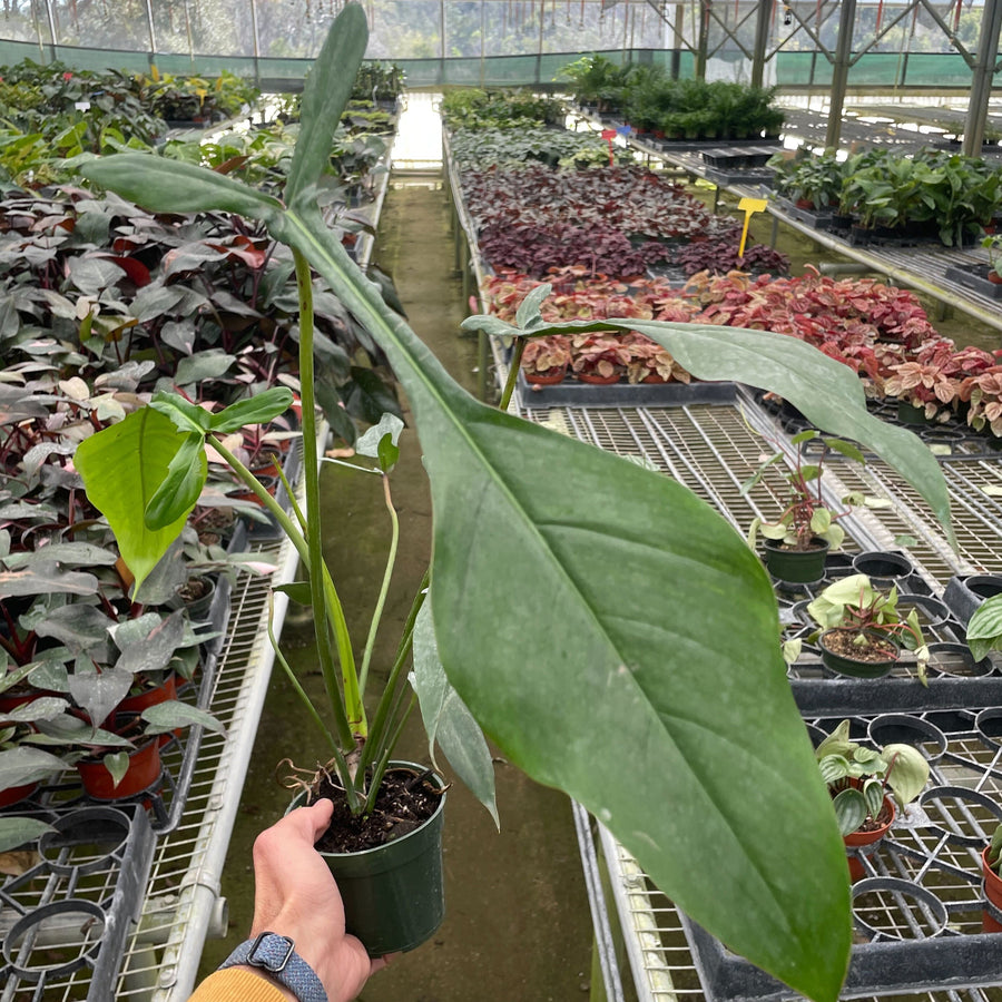 Person holding a potted plant in a greenhouse filled with various plants.