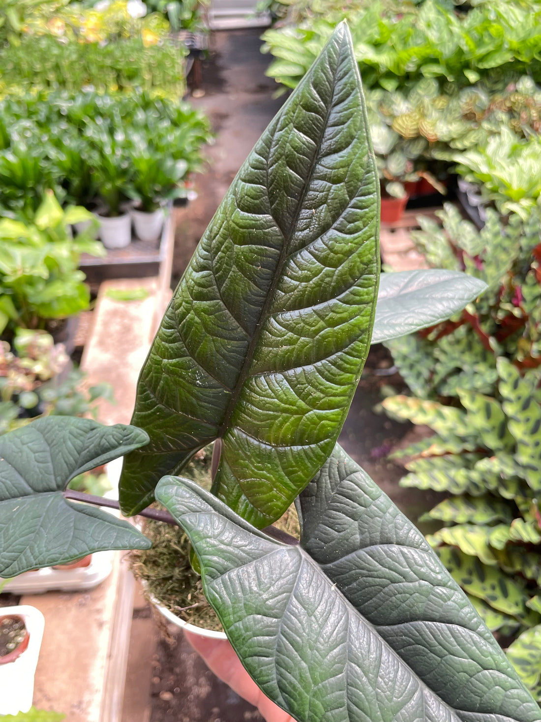 Alocasia  longiloba  &