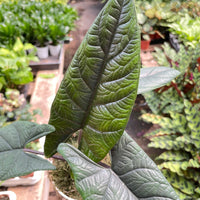 Alocasia  longiloba  'Scalprum'
