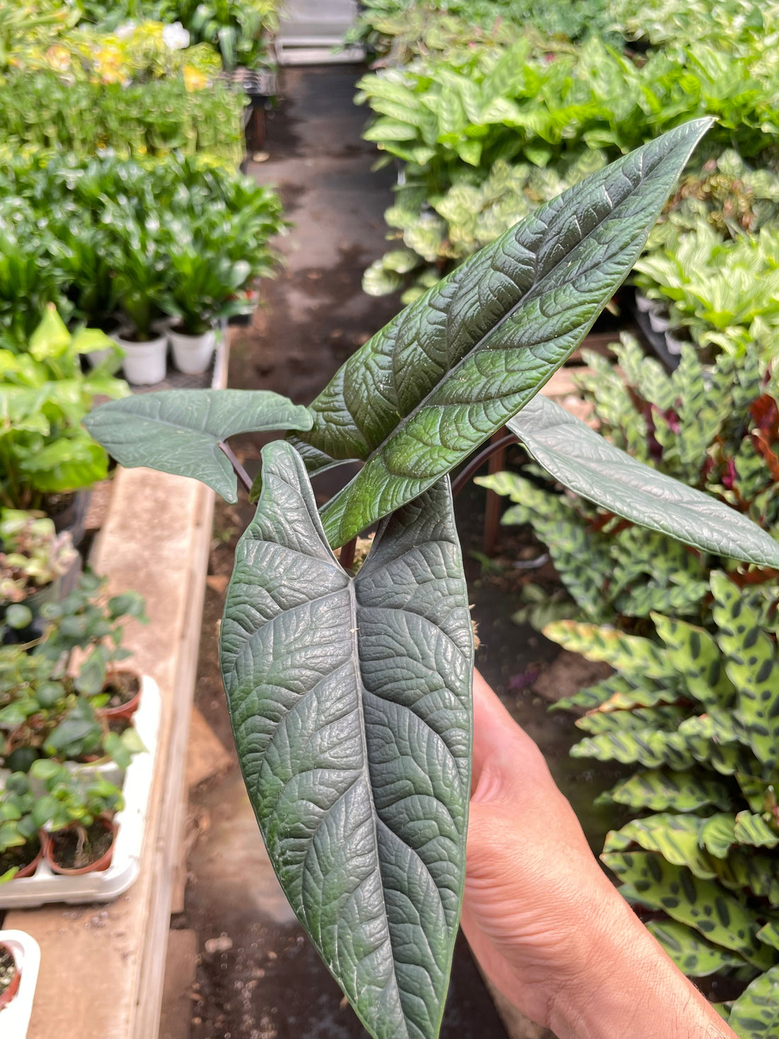 Alocasia  longiloba  &