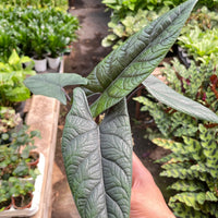 Alocasia  longiloba  'Scalprum'