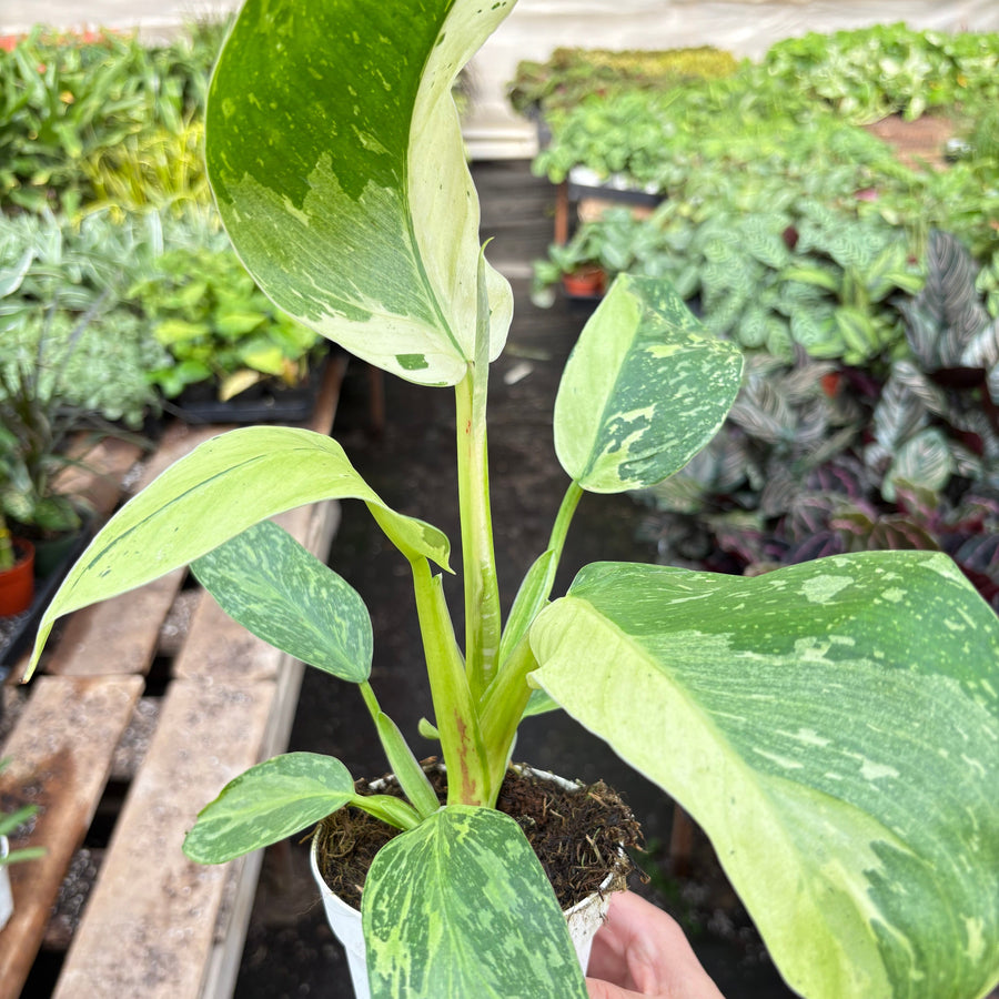 Hand holding a potted plant with green leaves in a garden setting