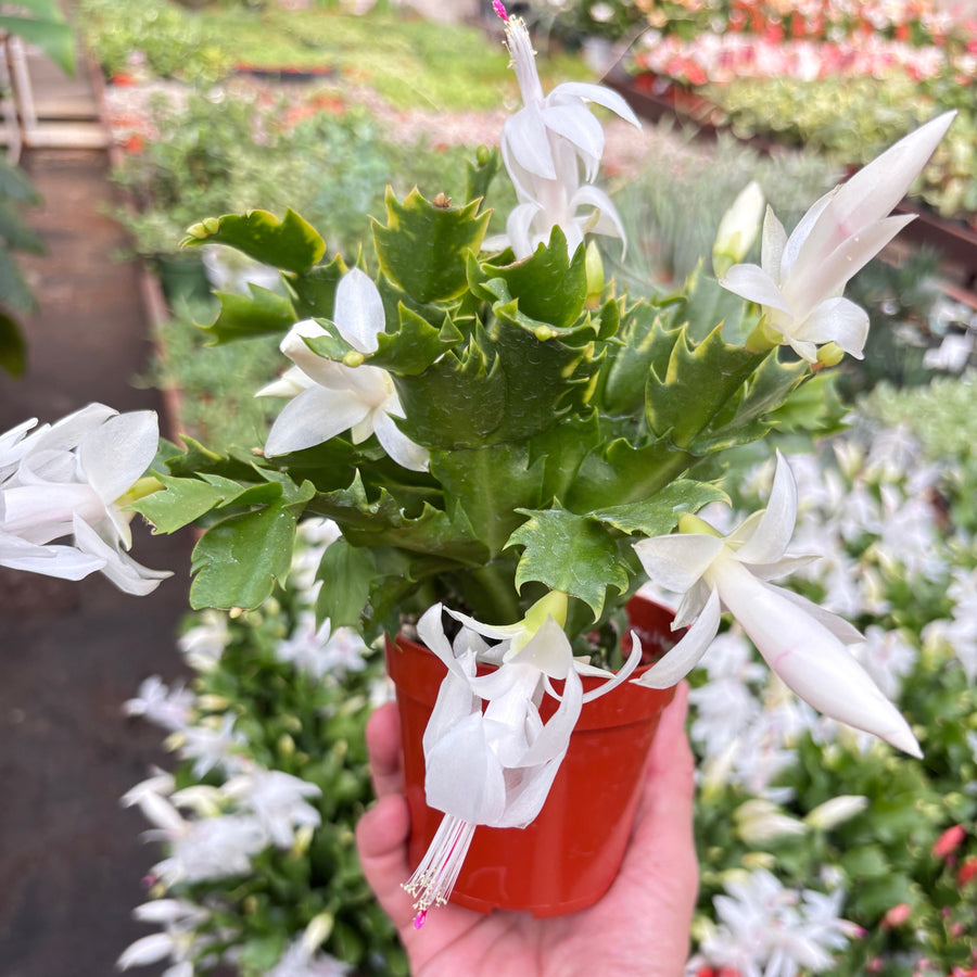 Zygocactus 'Christmas Cactus'