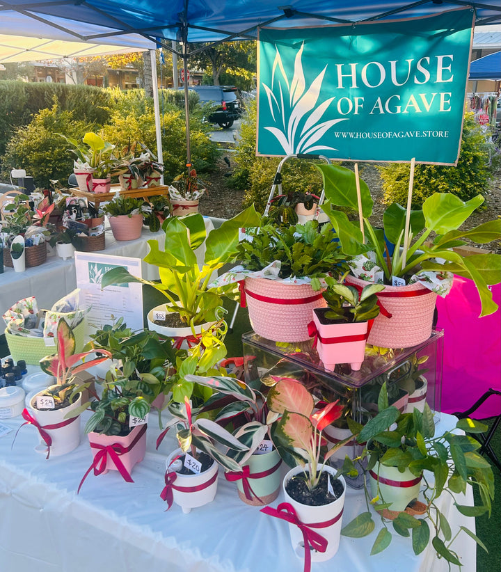 Table with potted plants under a 'House of Agave' tent at an outdoor event.