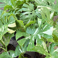 Monstera 'Thai Constellation'
