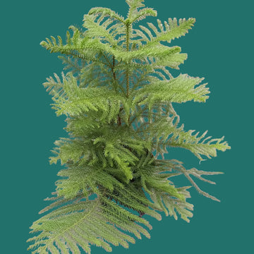 Young evergreen tree on a green at House of Agave.