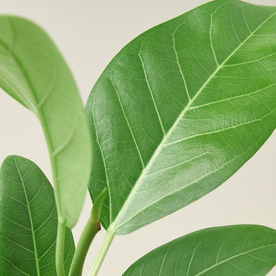 Close-up of green leaves on a light background from House of Agave.