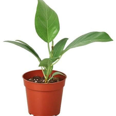 Potted plant with green leaves on a white background