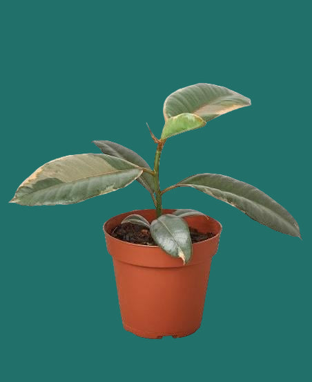 Potted plant with green leaves on a green background from House of Agave.