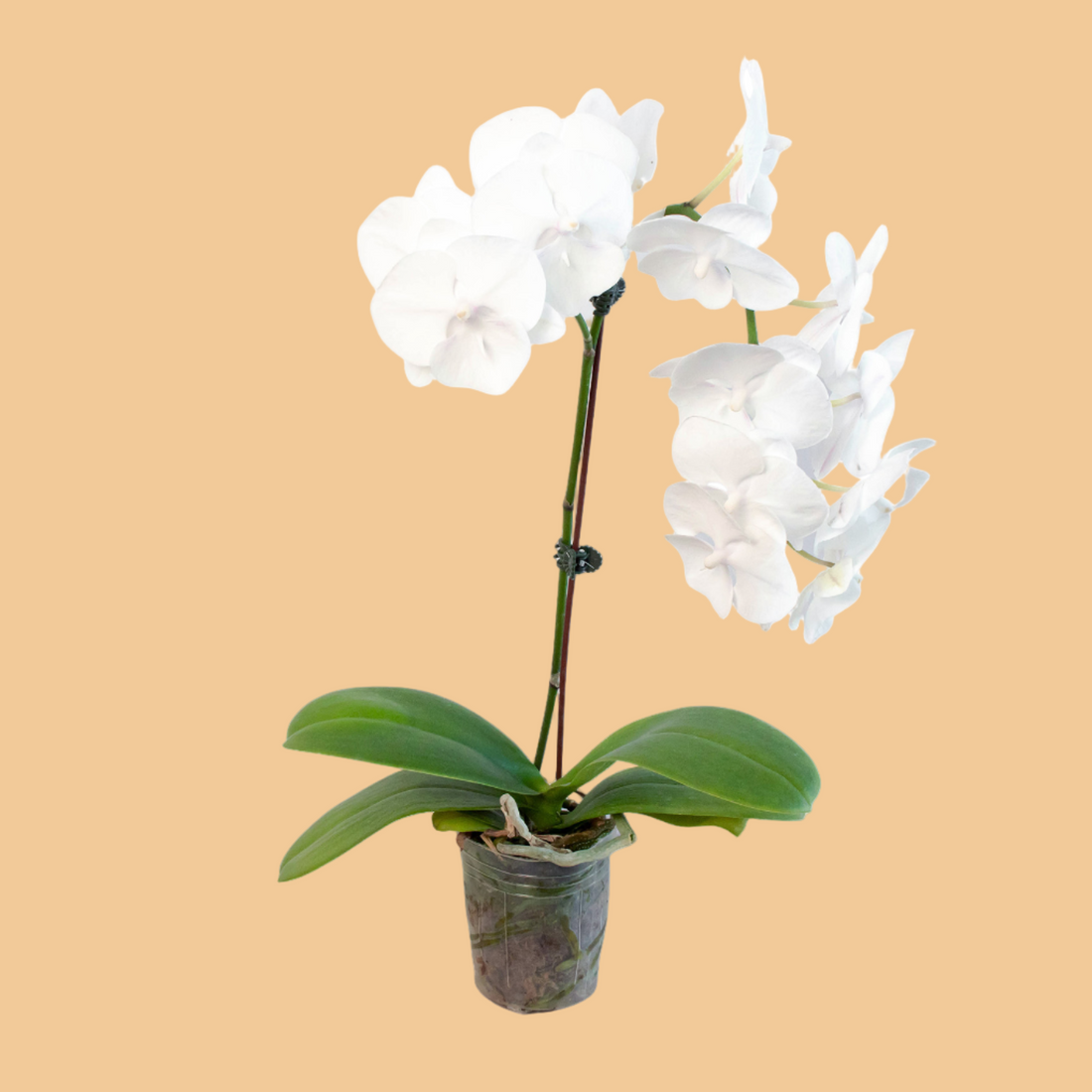 White orchid plant in a pot on a peach background from House of Agave.