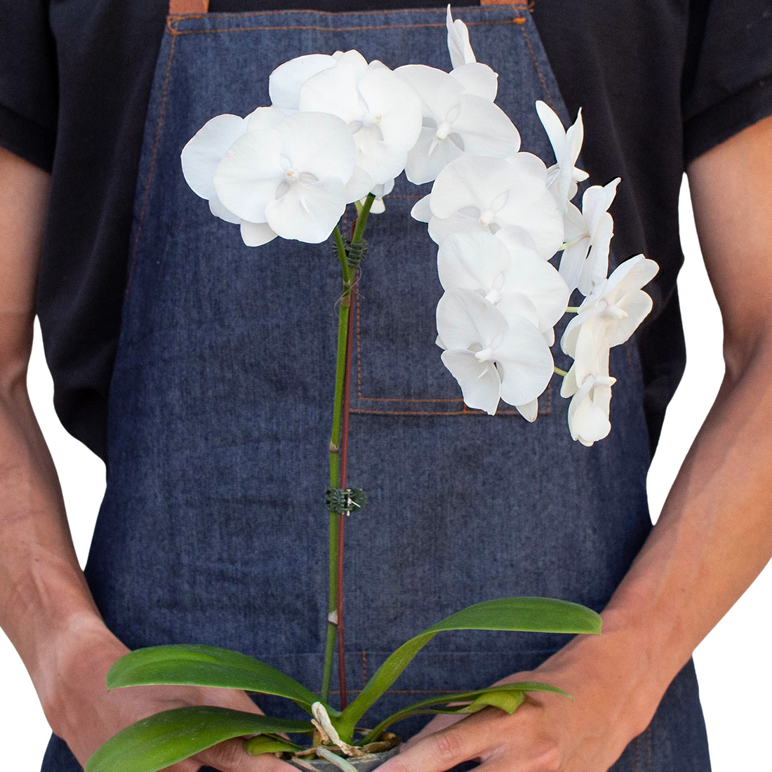 Person wearing a denim apron holding a potted white orchid plant from House of Agave. 