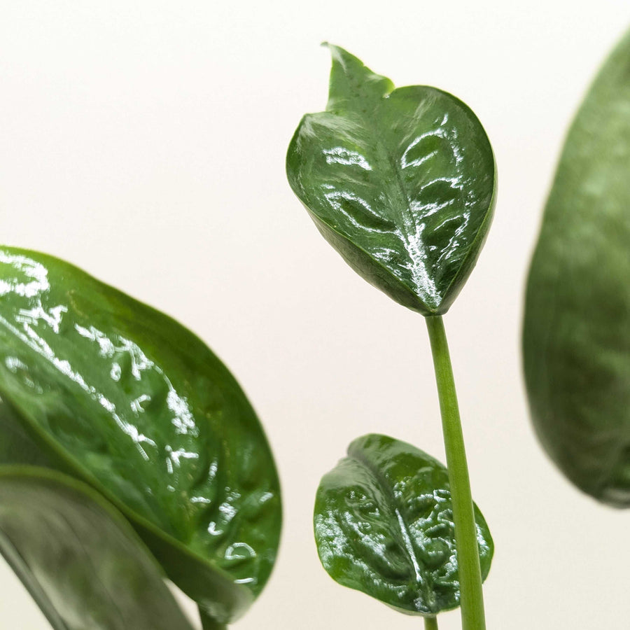 Close-up of glossy green leaves on a light background by House of Agave.