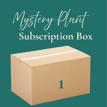 Cardboard box labeled 'Mystery Plant Subscription Box' with a cat and dog on a teal background