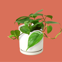 Green potted plant in a white pot on a terracotta background by House of Agave.