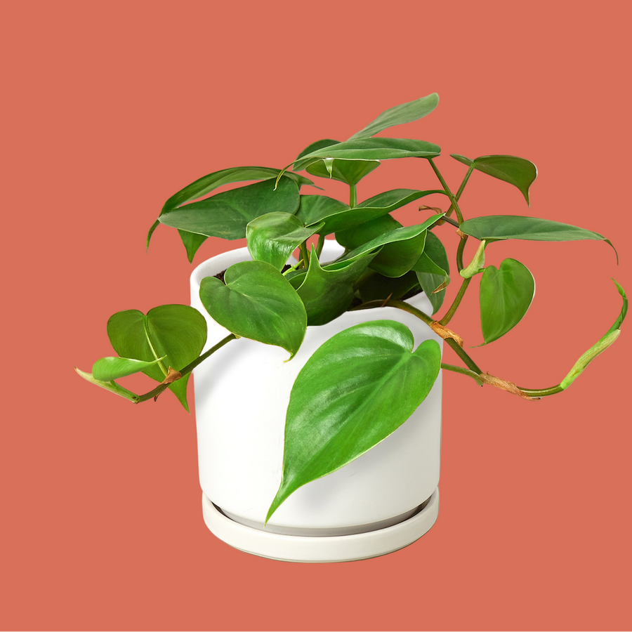 Green potted plant in a white pot on a terracotta background by House of Agave.